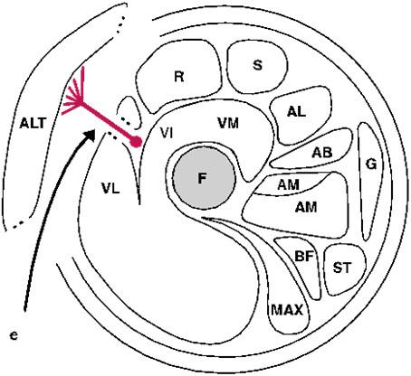 https://cdn.ncbi.nlm.nih.gov/pmc/blobs/4a35/11492015/135e03c229f1/thc-32-thc240381-g002.jpg