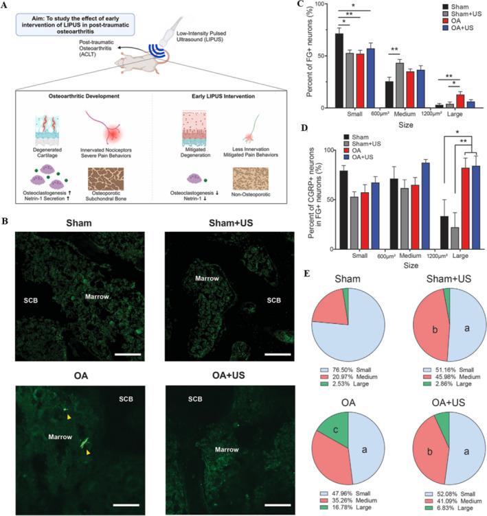 https://cdn.ncbi.nlm.nih.gov/pmc/blobs/4a36/12087415/2aa4752e989c/SMMD-4-e70003-g003.jpg