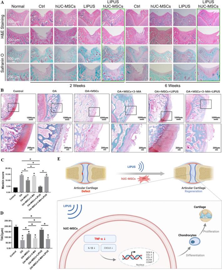https://cdn.ncbi.nlm.nih.gov/pmc/blobs/4a36/12087415/ab6e3459c845/SMMD-4-e70003-g004.jpg