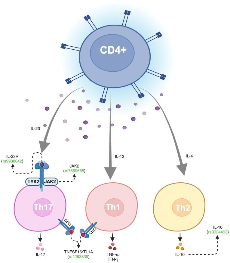 https://cdn.ncbi.nlm.nih.gov/pmc/blobs/4a38/12290388/2cb1e08378f0/mco-23-03-02878-g02.jpg