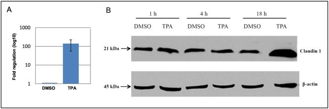 https://cdn.ncbi.nlm.nih.gov/pmc/blobs/4a42/6349319/1ae76010cd68/gr4.jpg