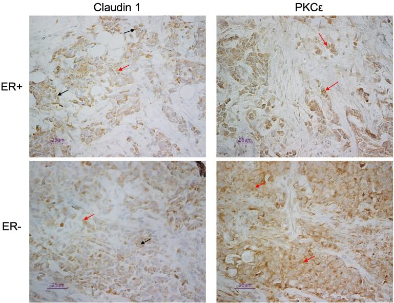 https://cdn.ncbi.nlm.nih.gov/pmc/blobs/4a42/6349319/9f61657a4e33/gr10.jpg