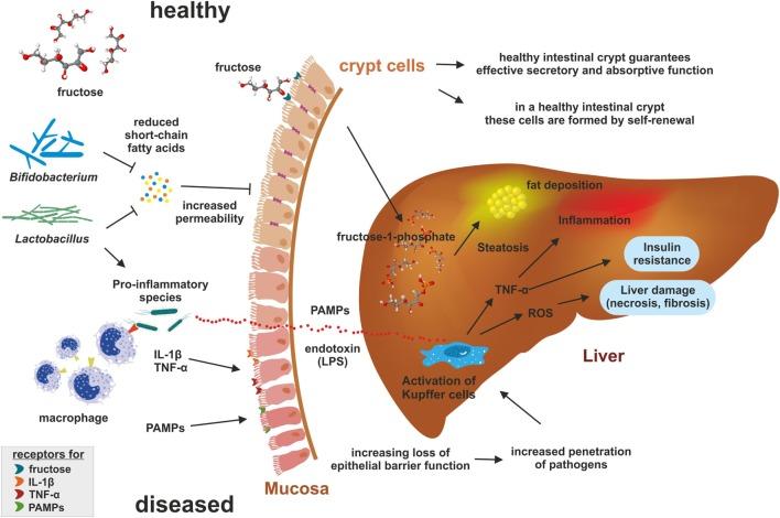https://cdn.ncbi.nlm.nih.gov/pmc/blobs/4a44/5609573/751781eb1fc8/fimmu-08-01159-g001.jpg