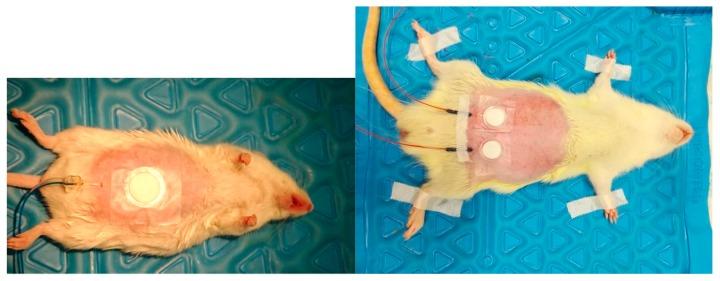 https://cdn.ncbi.nlm.nih.gov/pmc/blobs/4a46/6781558/2d9eb535fc7a/pharmaceutics-11-00445-g001.jpg
