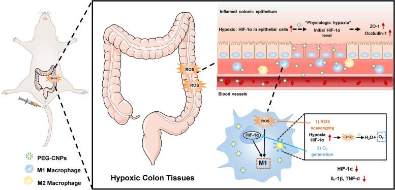 https://cdn.ncbi.nlm.nih.gov/pmc/blobs/4a47/10375752/324d478d28ff/40824_2023_412_Sch1_HTML.jpg
