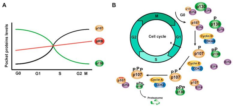 https://cdn.ncbi.nlm.nih.gov/pmc/blobs/4a49/8124259/3208484c07bb/cancers-13-02226-g003.jpg