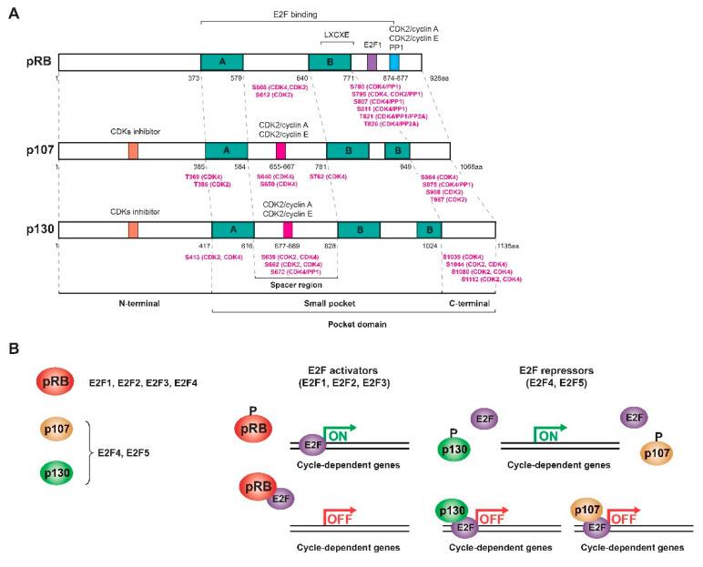 https://cdn.ncbi.nlm.nih.gov/pmc/blobs/4a49/8124259/9a52f4071875/cancers-13-02226-g001.jpg