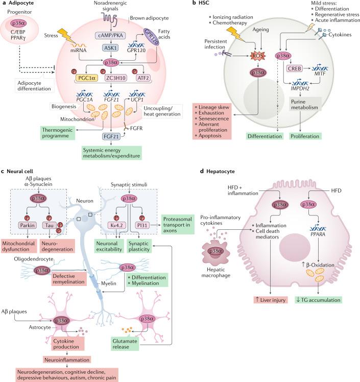 https://cdn.ncbi.nlm.nih.gov/pmc/blobs/4a4a/7838852/93f14470083a/41580_2020_322_Fig4_HTML.jpg