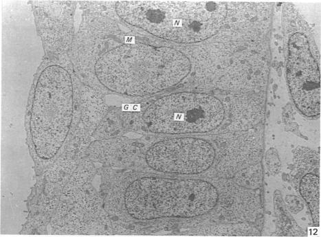 https://cdn.ncbi.nlm.nih.gov/pmc/blobs/4a4b/1261850/e050bd630d2b/janat00178-0246-a.jpg