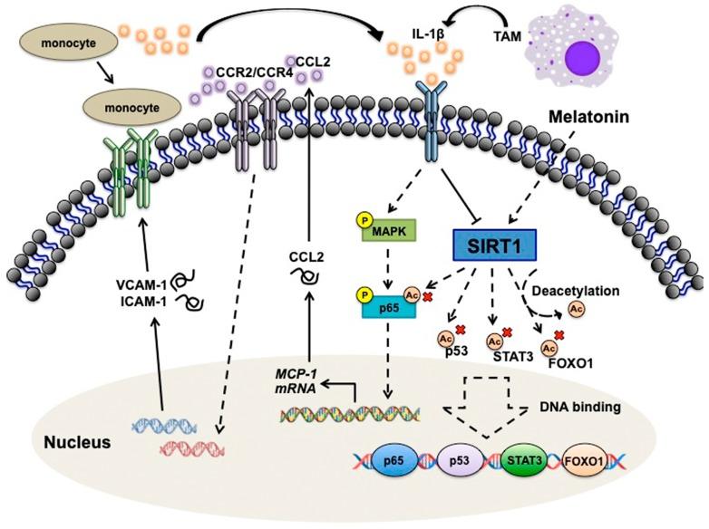 https://cdn.ncbi.nlm.nih.gov/pmc/blobs/4a4b/6627125/e80e9d7d39f5/nutrients-11-01343-g008.jpg