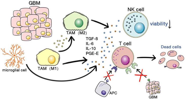 https://cdn.ncbi.nlm.nih.gov/pmc/blobs/4a4d/9149074/7f71ef75b5e2/fimmu-13-882257-g001.jpg