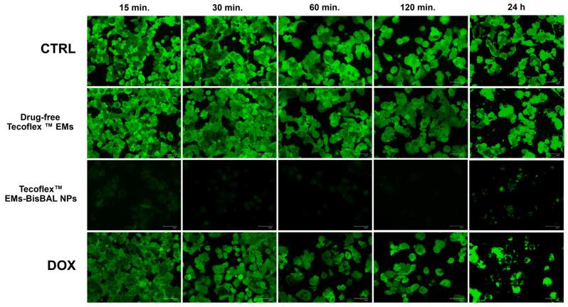 https://cdn.ncbi.nlm.nih.gov/pmc/blobs/4a4f/11508964/e6277ca1f5fd/jfb-15-00309-g008.jpg