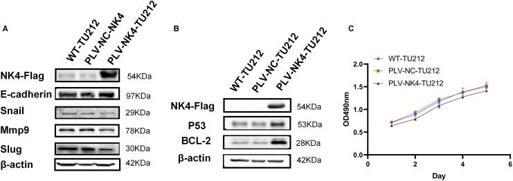 https://cdn.ncbi.nlm.nih.gov/pmc/blobs/4a4f/12355930/29c05ae4bcfb/fonc-15-1553626-g002.jpg