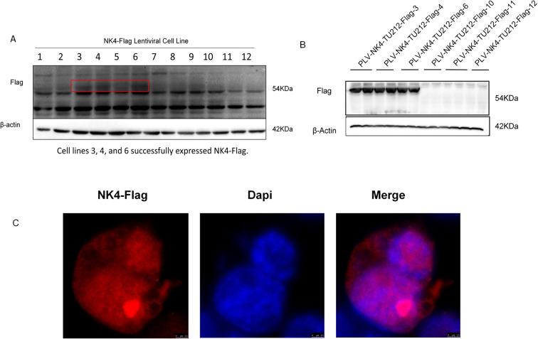https://cdn.ncbi.nlm.nih.gov/pmc/blobs/4a4f/12355930/bbad50d36403/fonc-15-1553626-g001.jpg