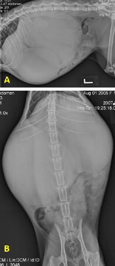 https://cdn.ncbi.nlm.nih.gov/pmc/blobs/4a4f/5471747/c85c5d578614/OpenVetJ-7-139-g001.jpg