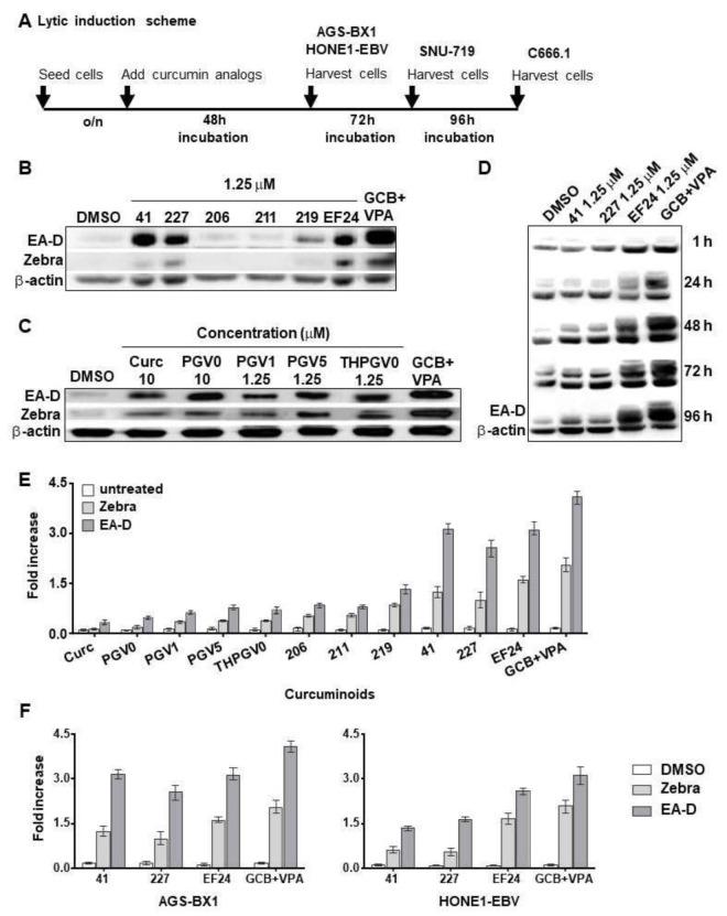 https://cdn.ncbi.nlm.nih.gov/pmc/blobs/4a4f/5923344/7436cc0f98d0/cancers-10-00089-g002.jpg