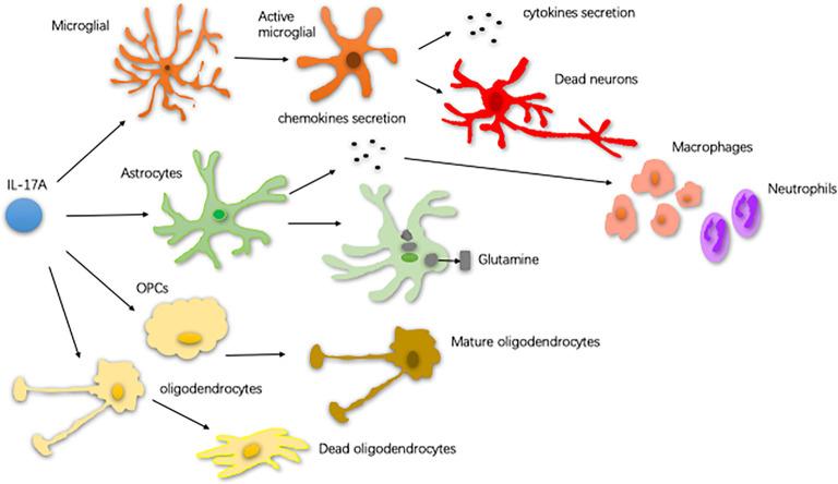 https://cdn.ncbi.nlm.nih.gov/pmc/blobs/4a4f/7550684/909d7f880f69/fnagi-12-566922-g0002.jpg