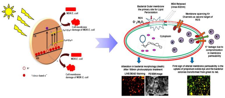 https://cdn.ncbi.nlm.nih.gov/pmc/blobs/4a52/7700383/1dcb62cbdb1f/ijms-21-08836-g040.jpg