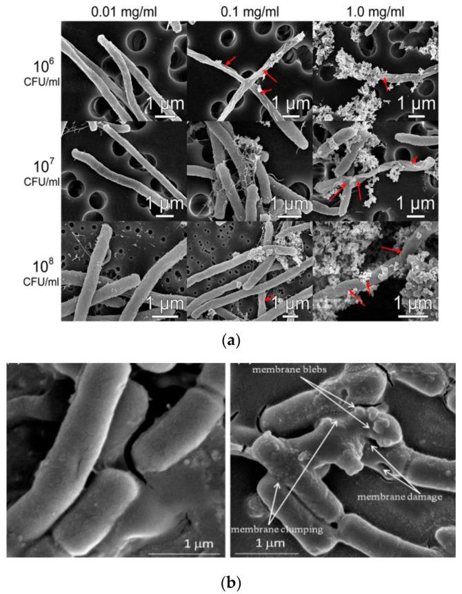 https://cdn.ncbi.nlm.nih.gov/pmc/blobs/4a52/7700383/8cba4da0d097/ijms-21-08836-g025a.jpg