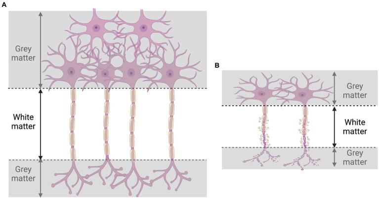https://cdn.ncbi.nlm.nih.gov/pmc/blobs/4a53/10637382/1c1796de0aef/fnbeh-17-1261784-g003.jpg
