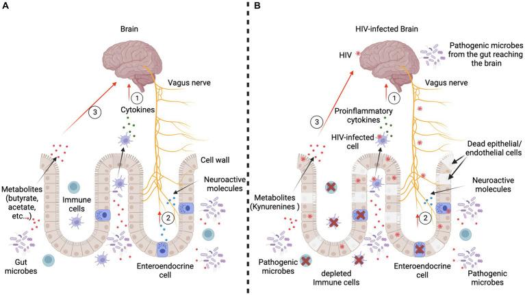 https://cdn.ncbi.nlm.nih.gov/pmc/blobs/4a53/10637382/96083cbcb104/fnbeh-17-1261784-g004.jpg