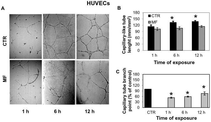 https://cdn.ncbi.nlm.nih.gov/pmc/blobs/4a54/3828379/761661c58ef3/pone.0079309.g003.jpg