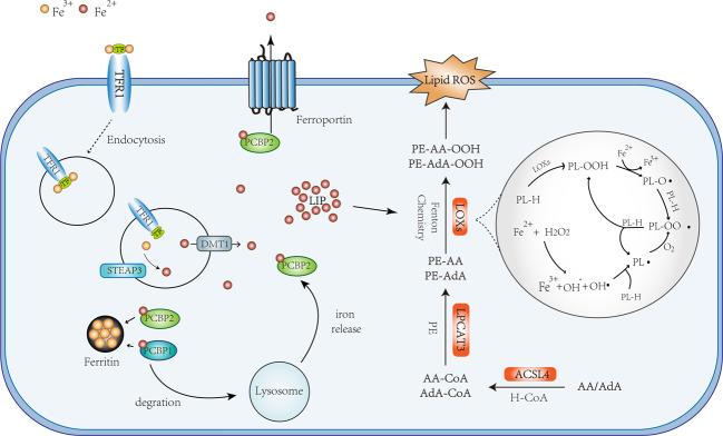 https://cdn.ncbi.nlm.nih.gov/pmc/blobs/4a56/7858612/3f2ffbc6fbb0/41392_2020_428_Fig2_HTML.jpg