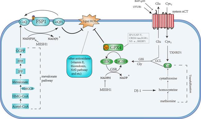 https://cdn.ncbi.nlm.nih.gov/pmc/blobs/4a56/7858612/f922702ef1d8/41392_2020_428_Fig3_HTML.jpg