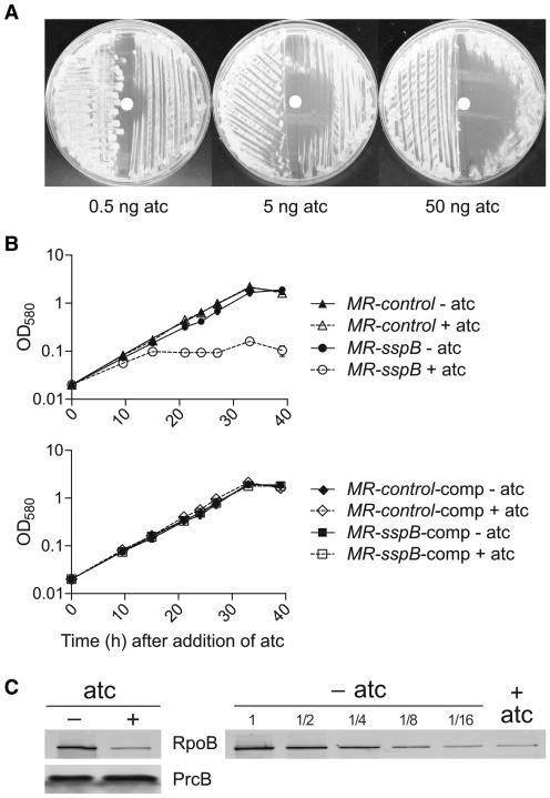 https://cdn.ncbi.nlm.nih.gov/pmc/blobs/4a57/3064785/4484bad38ec9/gkq1149f6.jpg