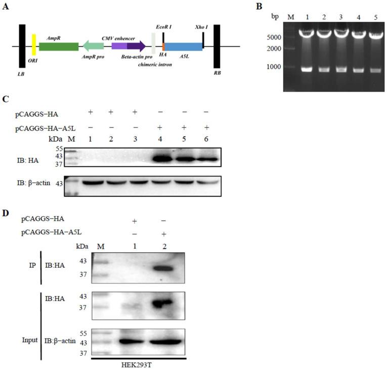 https://cdn.ncbi.nlm.nih.gov/pmc/blobs/4a65/11720441/27d18fe1c250/ijms-26-00398-g002.jpg