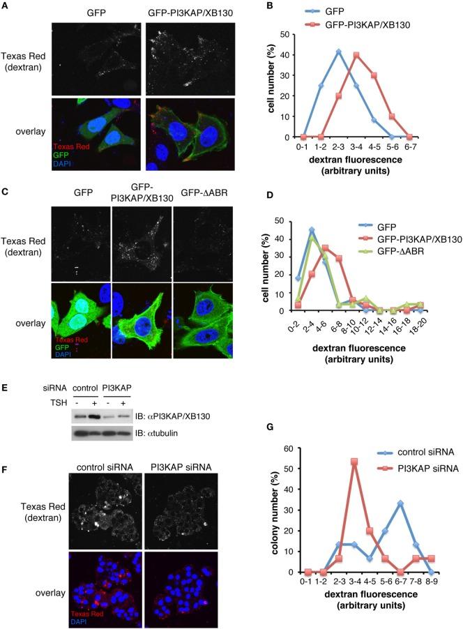https://cdn.ncbi.nlm.nih.gov/pmc/blobs/4a66/4939424/5d327c005aa8/fendo-07-00089-g006.jpg
