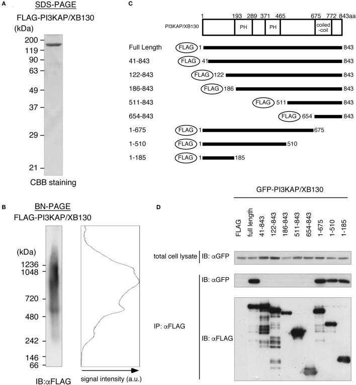 https://cdn.ncbi.nlm.nih.gov/pmc/blobs/4a66/4939424/8148d12ab777/fendo-07-00089-g004.jpg