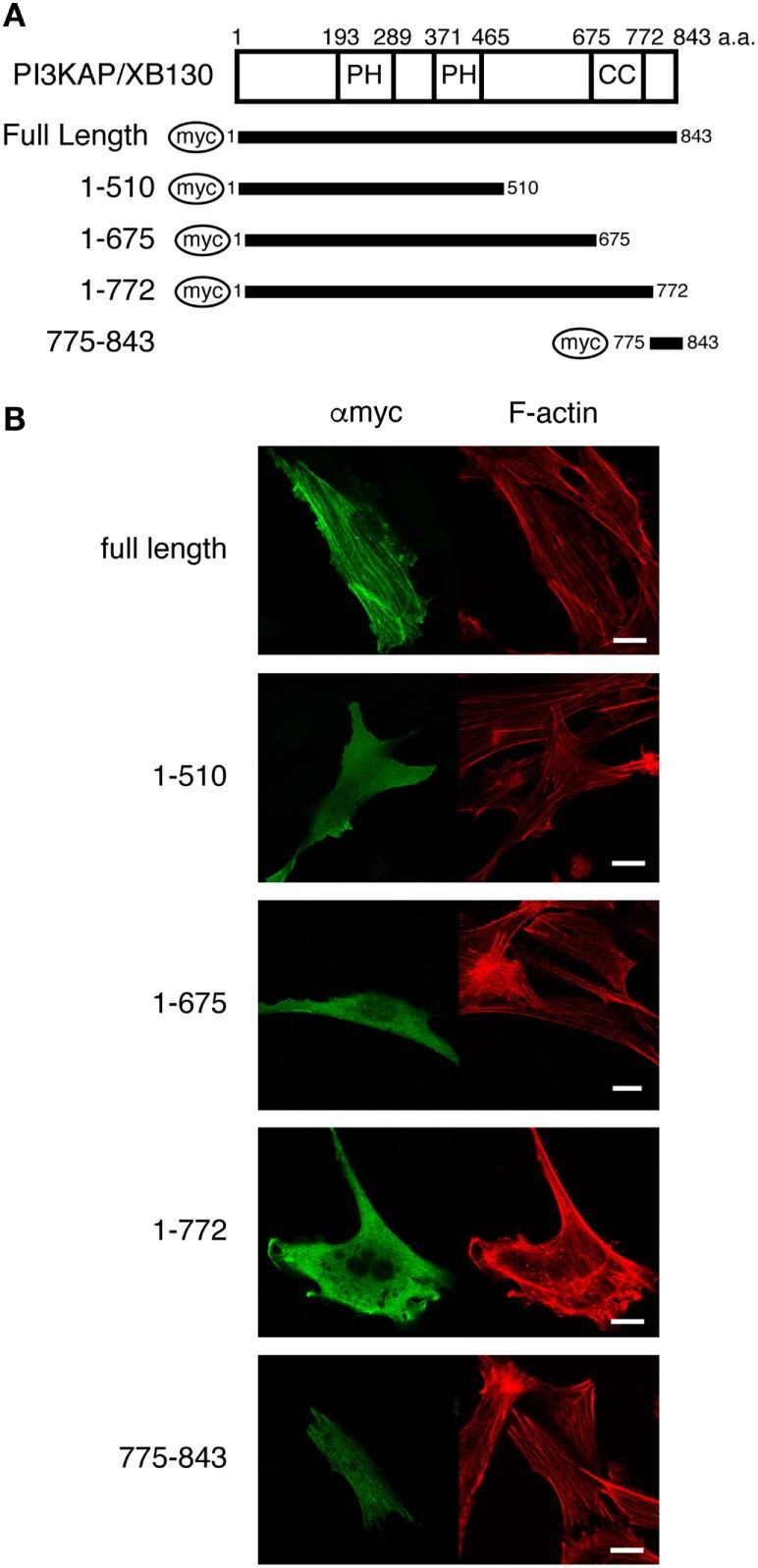 https://cdn.ncbi.nlm.nih.gov/pmc/blobs/4a66/4939424/dcf7388fa266/fendo-07-00089-g001.jpg