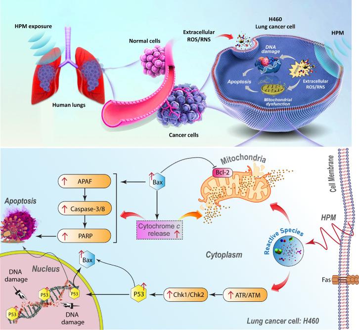 https://cdn.ncbi.nlm.nih.gov/pmc/blobs/4a67/11670698/2d770dfa8592/gr8.jpg
