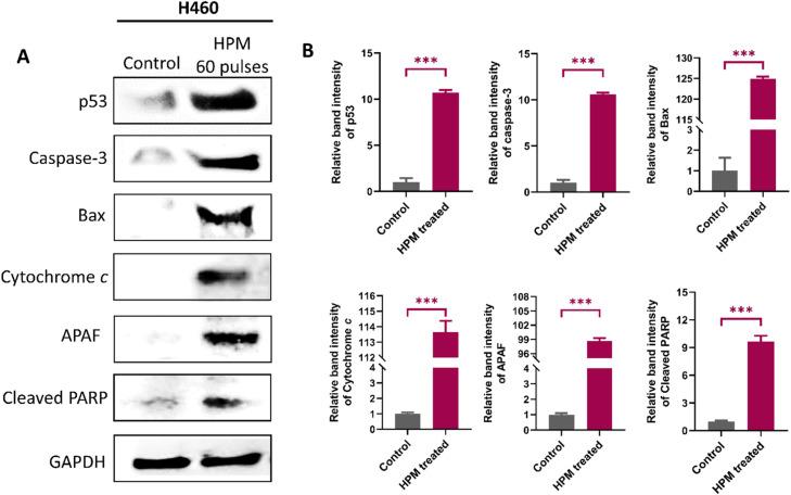 https://cdn.ncbi.nlm.nih.gov/pmc/blobs/4a67/11670698/e79c0fa33f71/gr6.jpg