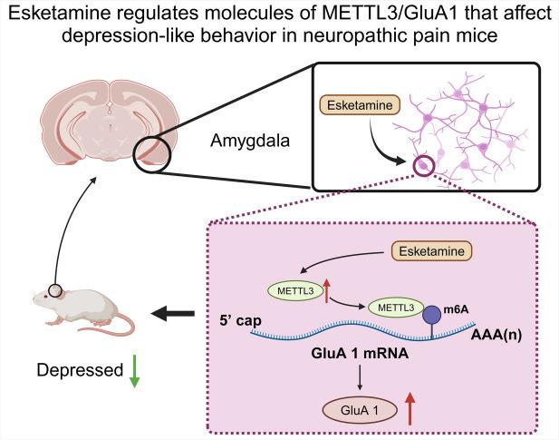 https://cdn.ncbi.nlm.nih.gov/pmc/blobs/4a6c/11775062/16ee73bfc0a6/10565_2024_9975_Fig7_HTML.jpg