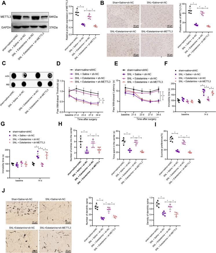 https://cdn.ncbi.nlm.nih.gov/pmc/blobs/4a6c/11775062/3bd05a8f848d/10565_2024_9975_Fig3_HTML.jpg