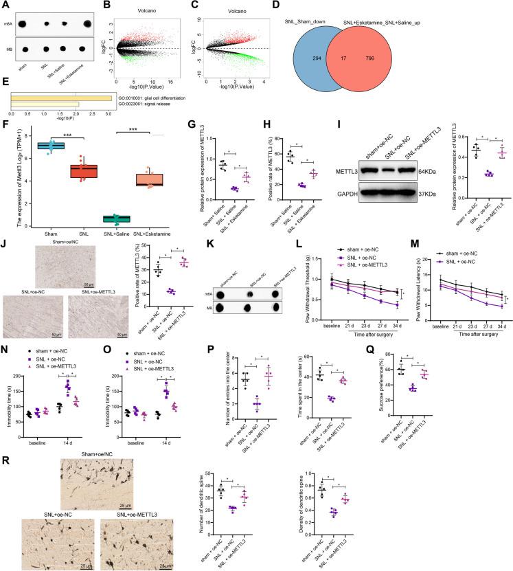 https://cdn.ncbi.nlm.nih.gov/pmc/blobs/4a6c/11775062/e1d0217cd1eb/10565_2024_9975_Fig2_HTML.jpg