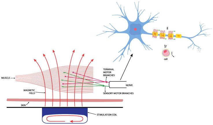 https://cdn.ncbi.nlm.nih.gov/pmc/blobs/4a7a/10383588/a9aa3c151a9c/medicina-59-01286-g002.jpg