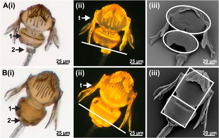 https://cdn.ncbi.nlm.nih.gov/pmc/blobs/4a7e/9619150/bee95b7ca293/gr8.jpg