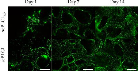 https://cdn.ncbi.nlm.nih.gov/pmc/blobs/4a80/11919108/2009644c2abd/JTERM2023-6404468.004.jpg
