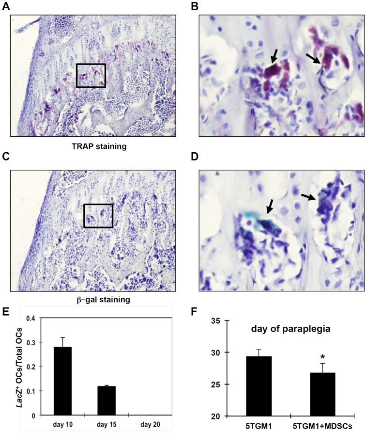 https://cdn.ncbi.nlm.nih.gov/pmc/blobs/4a80/3500251/8f331568d03a/pone.0048871.g004.jpg