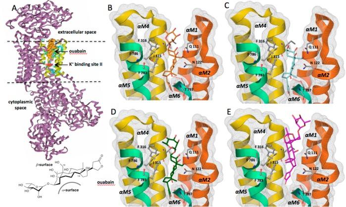 https://cdn.ncbi.nlm.nih.gov/pmc/blobs/4a81/4340362/f348b4945472/cb-2014-00665r_0004.jpg