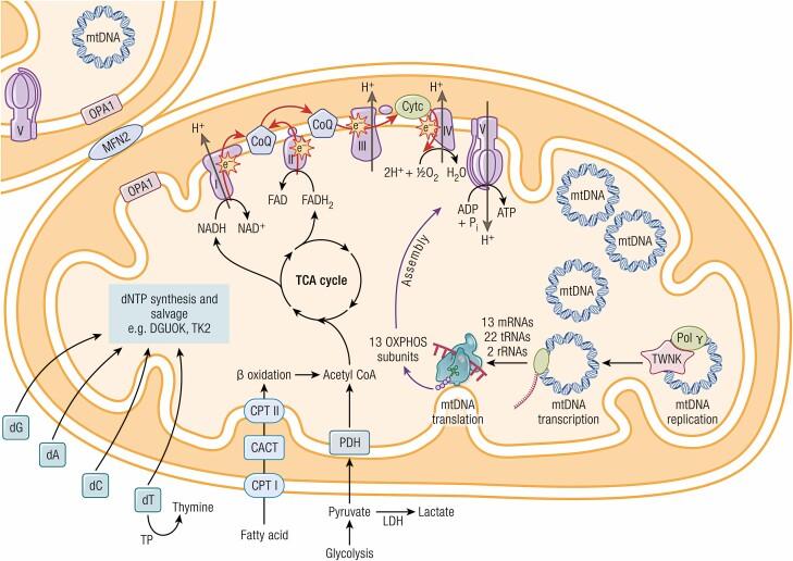 https://cdn.ncbi.nlm.nih.gov/pmc/blobs/4a83/9113134/a7e619a42eca/bnab036_fig1.jpg