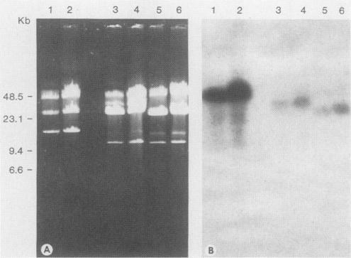 https://cdn.ncbi.nlm.nih.gov/pmc/blobs/4a86/267663/54d0dfc59205/jcm00068-0042-b.jpg