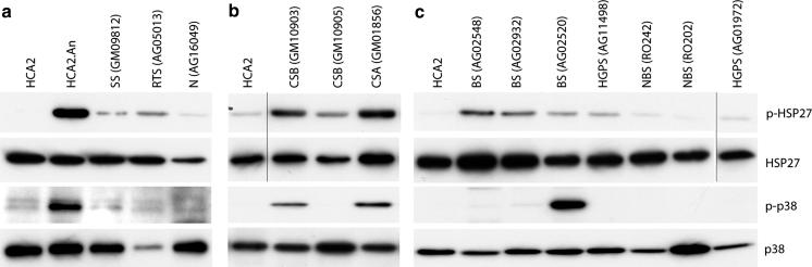 https://cdn.ncbi.nlm.nih.gov/pmc/blobs/4a88/3627027/99324e9ec79b/10522_2012_9407_Fig3_HTML.jpg
