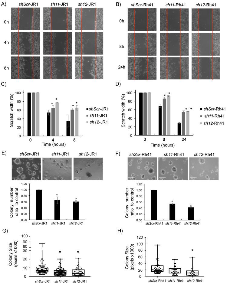 https://cdn.ncbi.nlm.nih.gov/pmc/blobs/4a88/9331498/56127e81cac6/cells-11-02267-g002.jpg