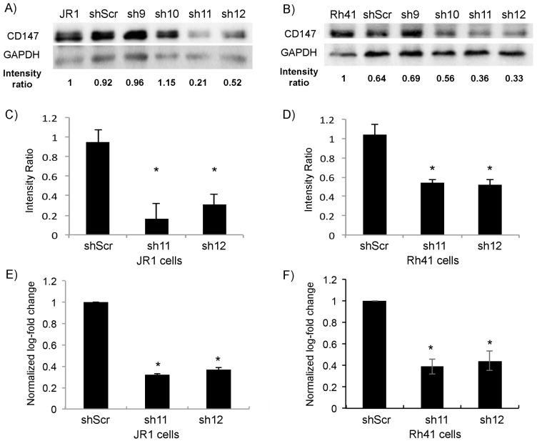 https://cdn.ncbi.nlm.nih.gov/pmc/blobs/4a88/9331498/c251c64e5093/cells-11-02267-g001.jpg
