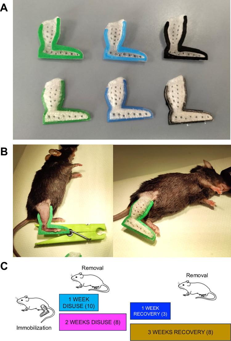 https://cdn.ncbi.nlm.nih.gov/pmc/blobs/4a89/11142711/f64c66c1bbbe/pone.0304380.g001.jpg