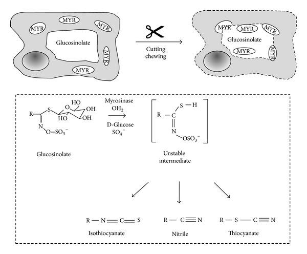https://cdn.ncbi.nlm.nih.gov/pmc/blobs/4a8b/3885109/6b21a2f41650/OXIMED2013-964539.001.jpg